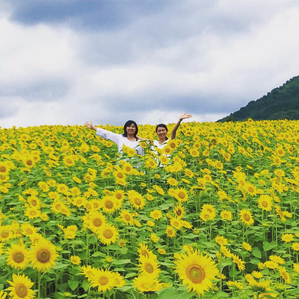 2025蒜山のひまわり開花情報】＠蒜山ジャージーランド | ベストレート