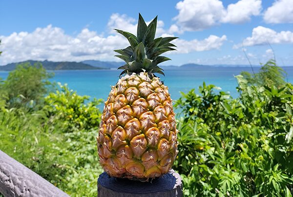 ひらくぼパイナップル農園「ご感想キャンペーン」のご案内 - ひらくぼ