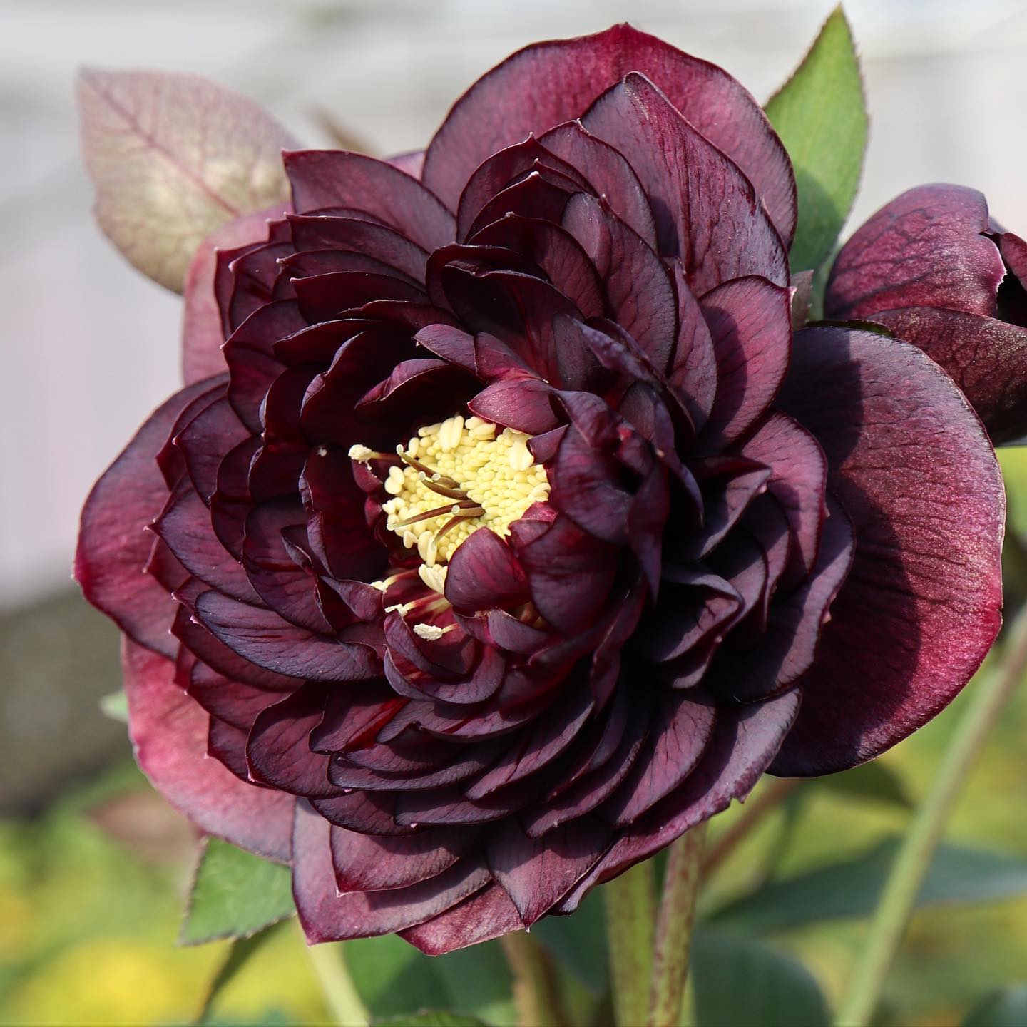 広瀬園芸 hirose_engei