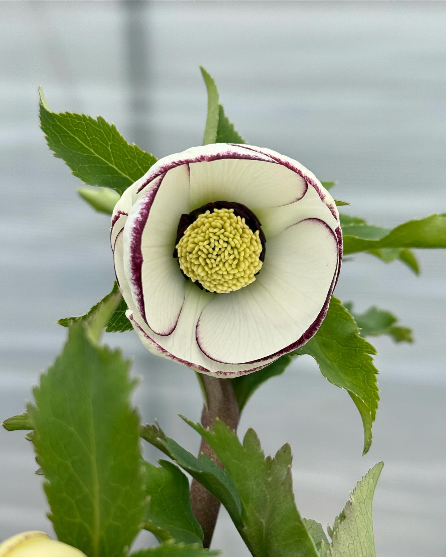 広瀬園芸 hirose_engei