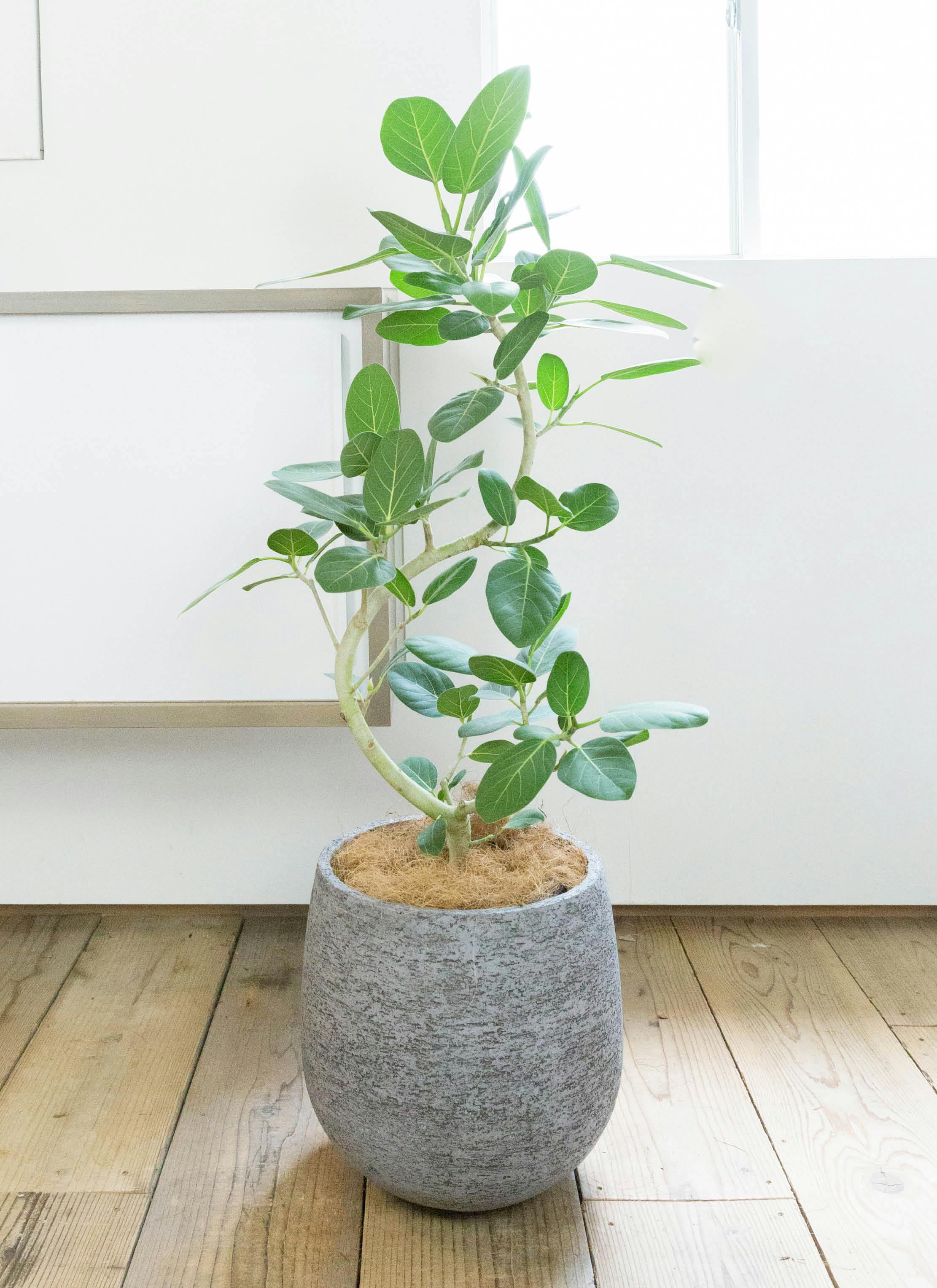 観葉植物 フィカス ベンガレンシス 8号 曲り エコストーンGray 付き