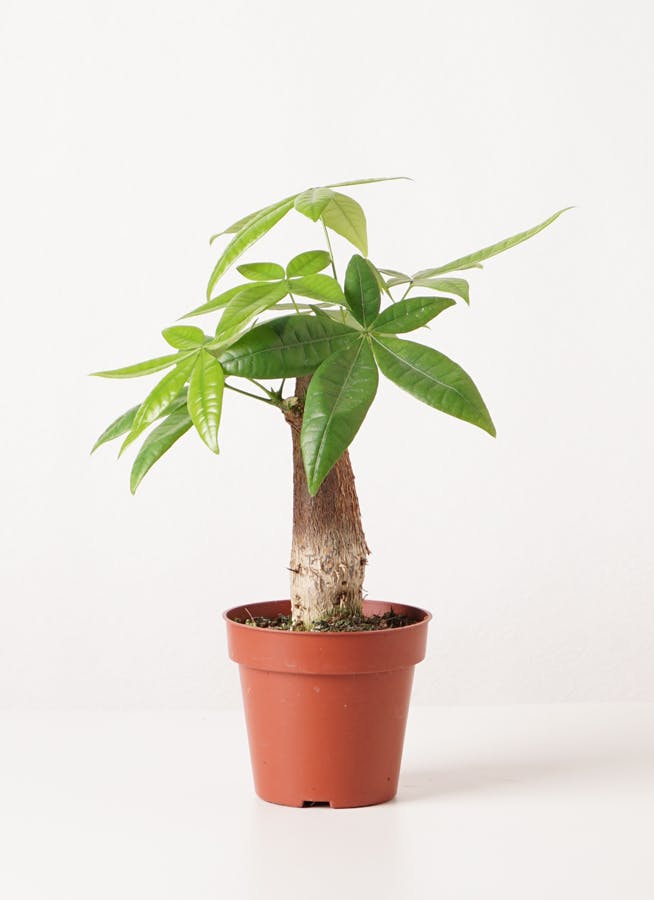 観葉植物 パキラ 4号 朴 ラスターポット 付き | 観葉植物ならHitoHana