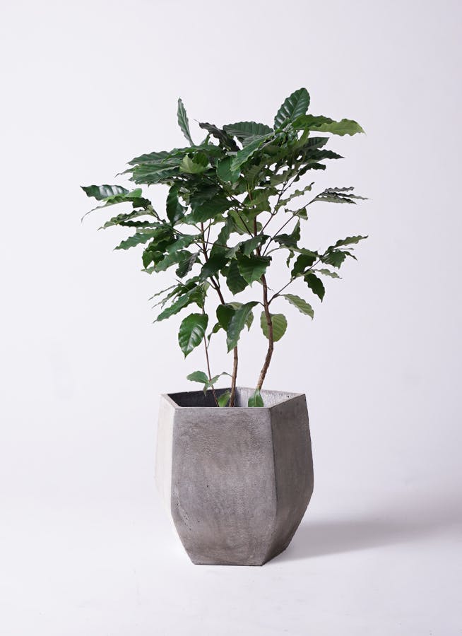 コーヒーの木 8号 | 観葉植物 | 送料無料でお届け - Hitohana（ひとはな）