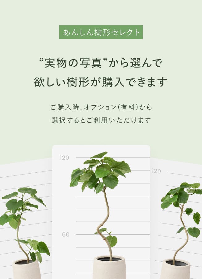 観葉植物 フィカス ウンベラータ 8号 曲り プラスチック鉢 | 観葉植物