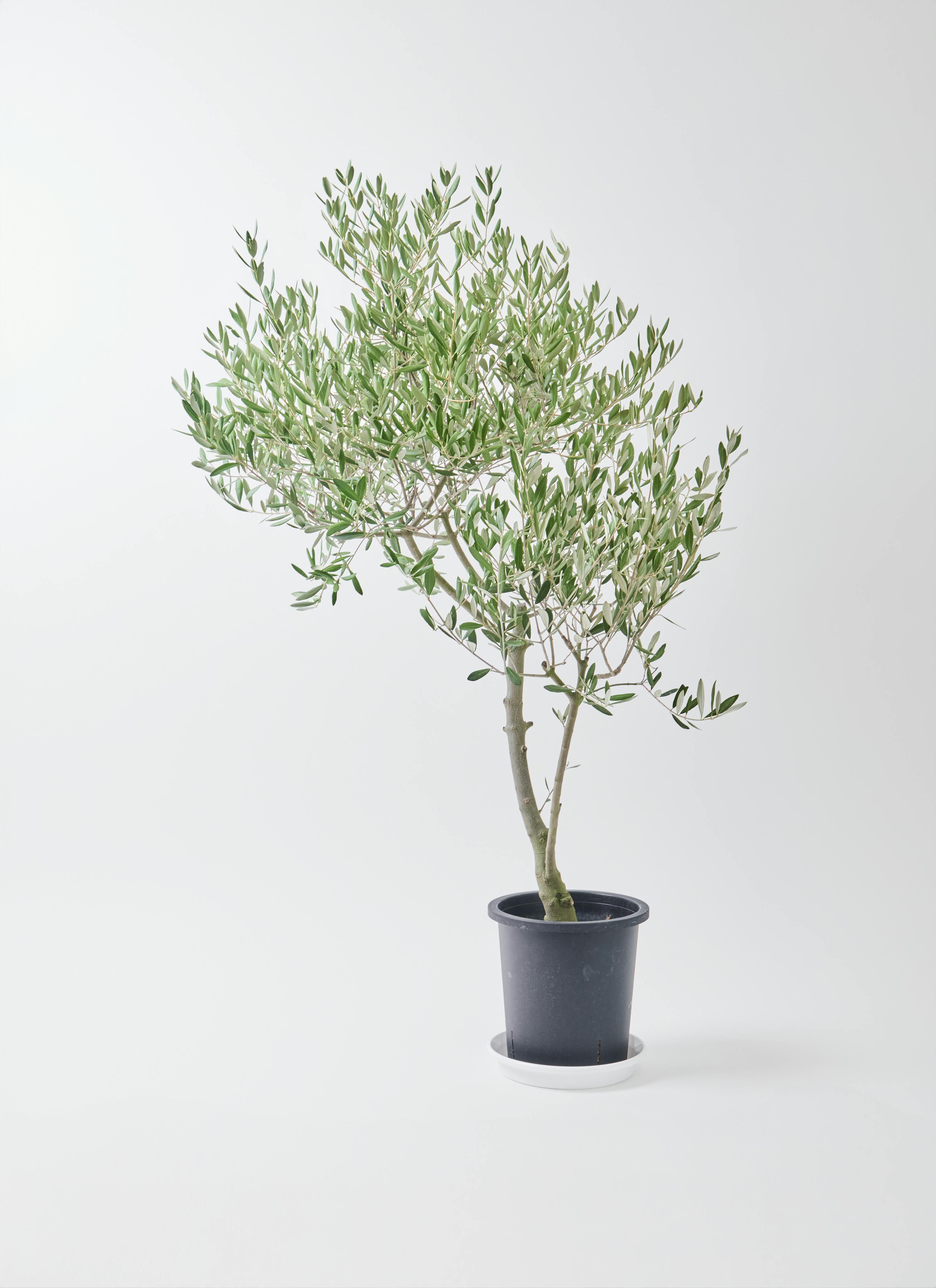 オリーブの木 創樹 | 観葉植物通販HitoHana(ひとはな)