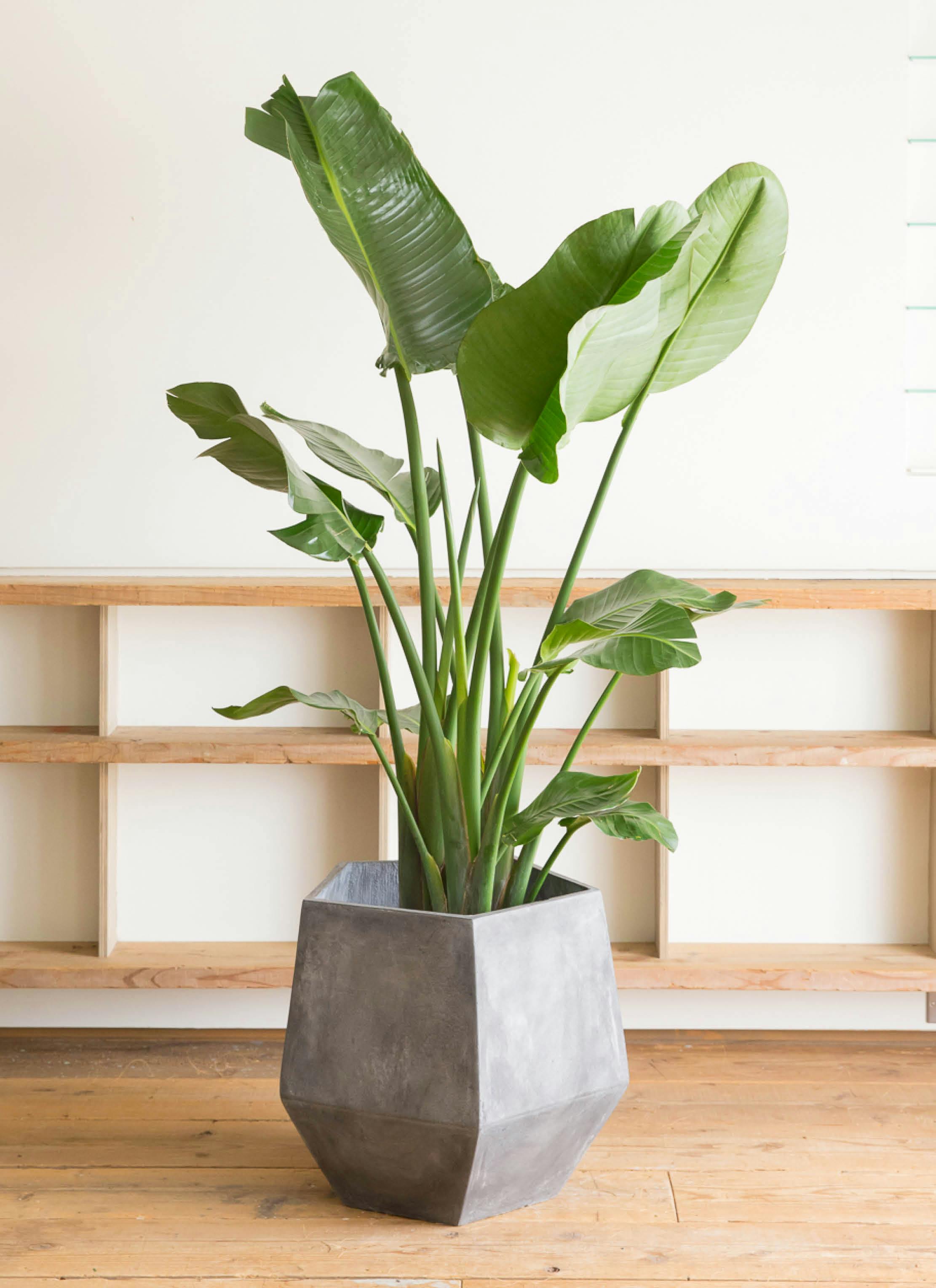 観葉植物 オーガスタ 10号 ファイバークレイGray 付き | 観葉植物なら