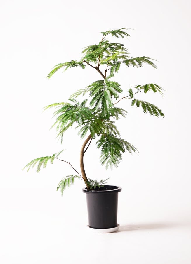 観葉植物 エバーフレッシュ 8号 曲り エディラウンド 黒 付き | 観葉