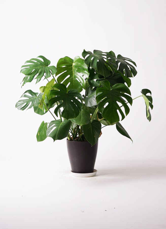 観葉植物 モンステラ 8号 ボサ造り ベータ キューブプランター 黒 付き