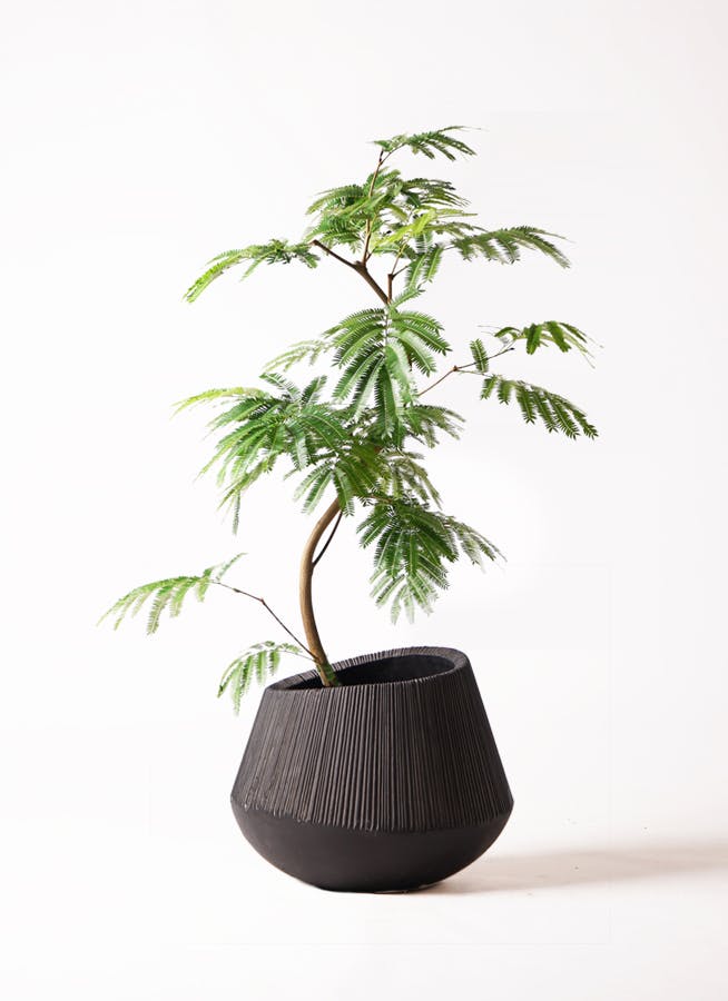 観葉植物 エバーフレッシュ 8号 曲り エディラウンド 黒 付き | 観葉