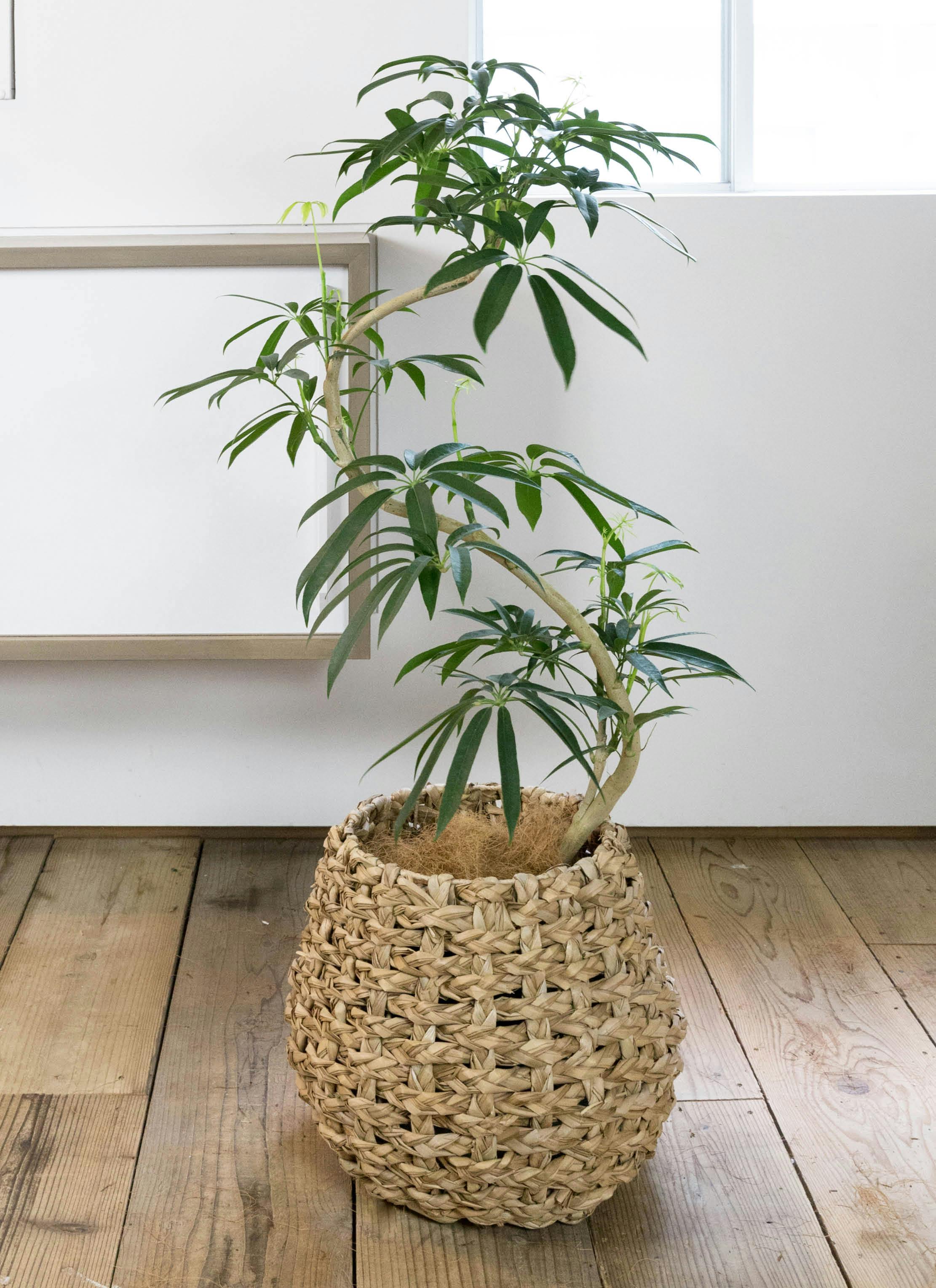 観葉植物 シェフレラ アンガスティフォリア 8号 曲り ラッシュ