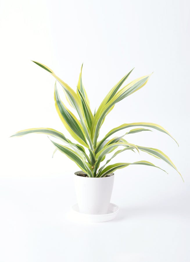 ドラセナ 4号 | 観葉植物の通販ならHitoHana（ひとはな）