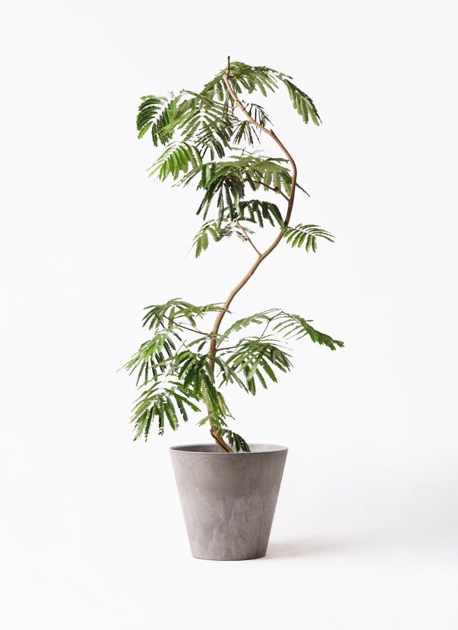 観葉植物 エバーフレッシュ 10号 曲り アートストーン ラウンド グレー