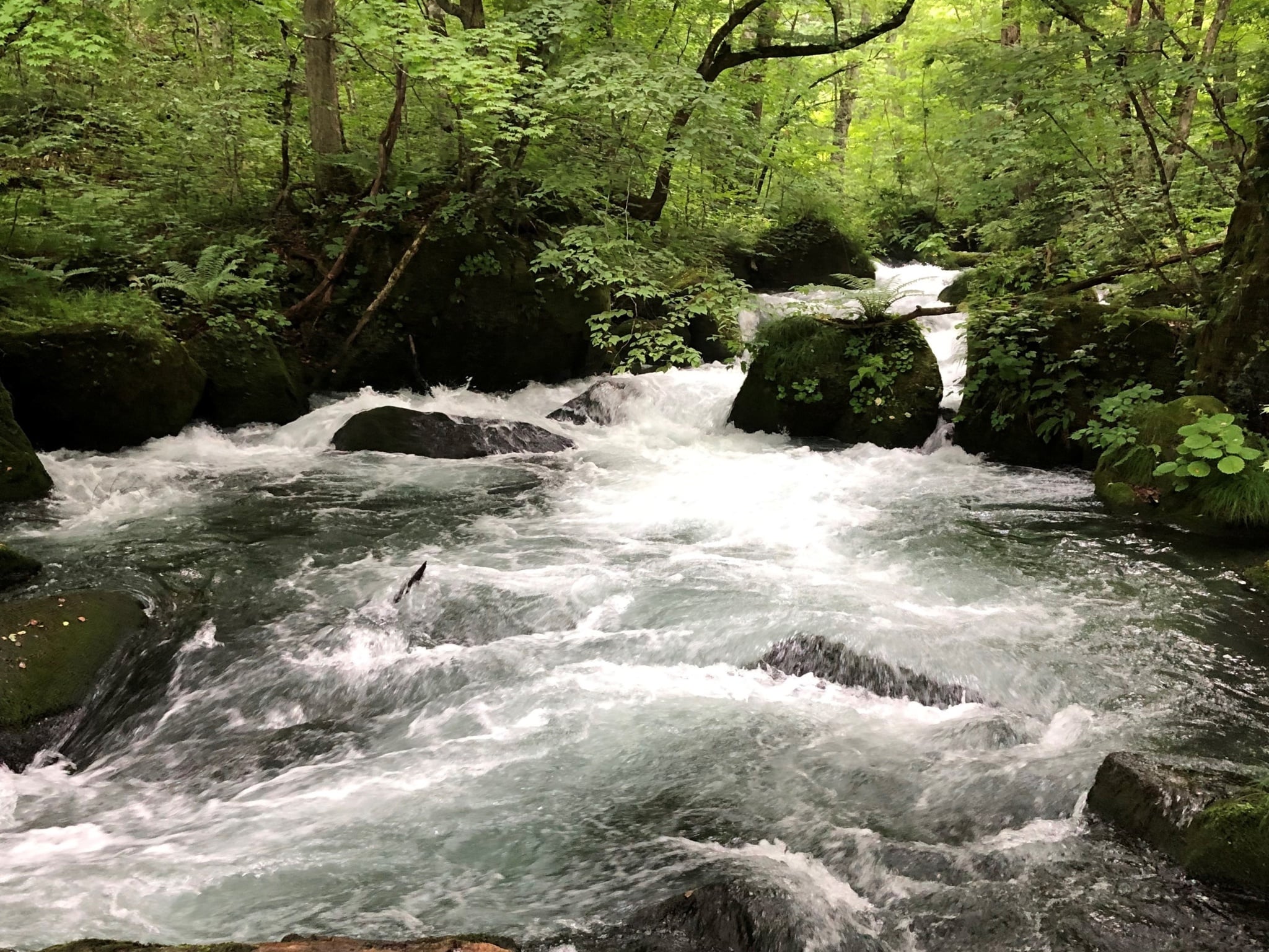 奥入瀬渓流〔子ノ口〕Cコース（片道）7,500円