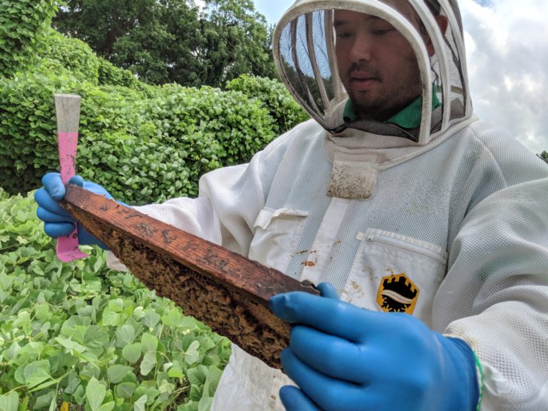 Honey Next Door – Natural Honey From Local Atlanta Bees - Tupelo Honey