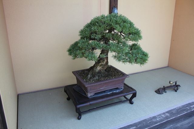 初めて仕立てる黒松の模様木｜盆栽｜趣味時間