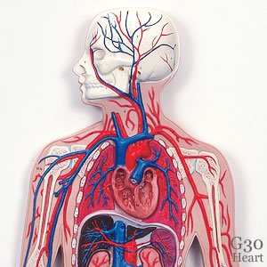 血管系1/2倍大模型｜血管模型