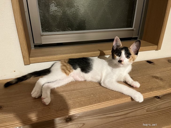 猫の里親募集】和歌山県・雑種・美人三毛猫 ひまわりちゃん。（ID:2506