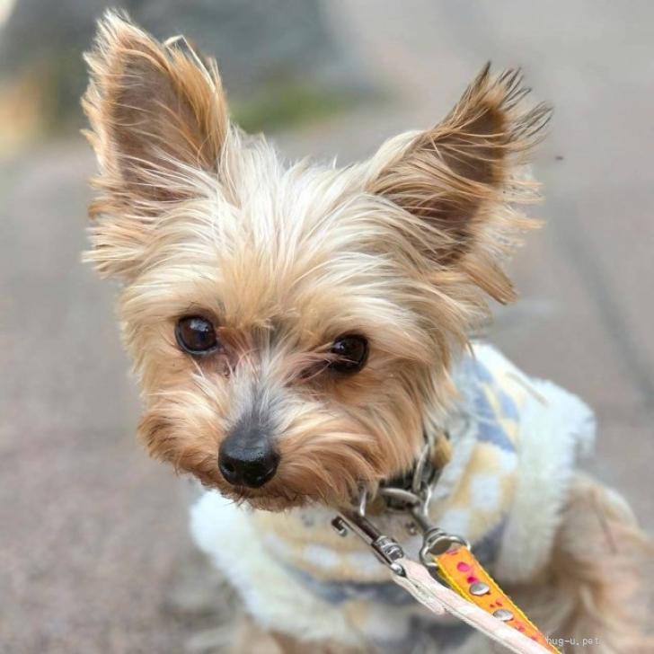 犬の里親募集】神奈川県・ヨークシャーテリア・ワンプロ激しめ女子の