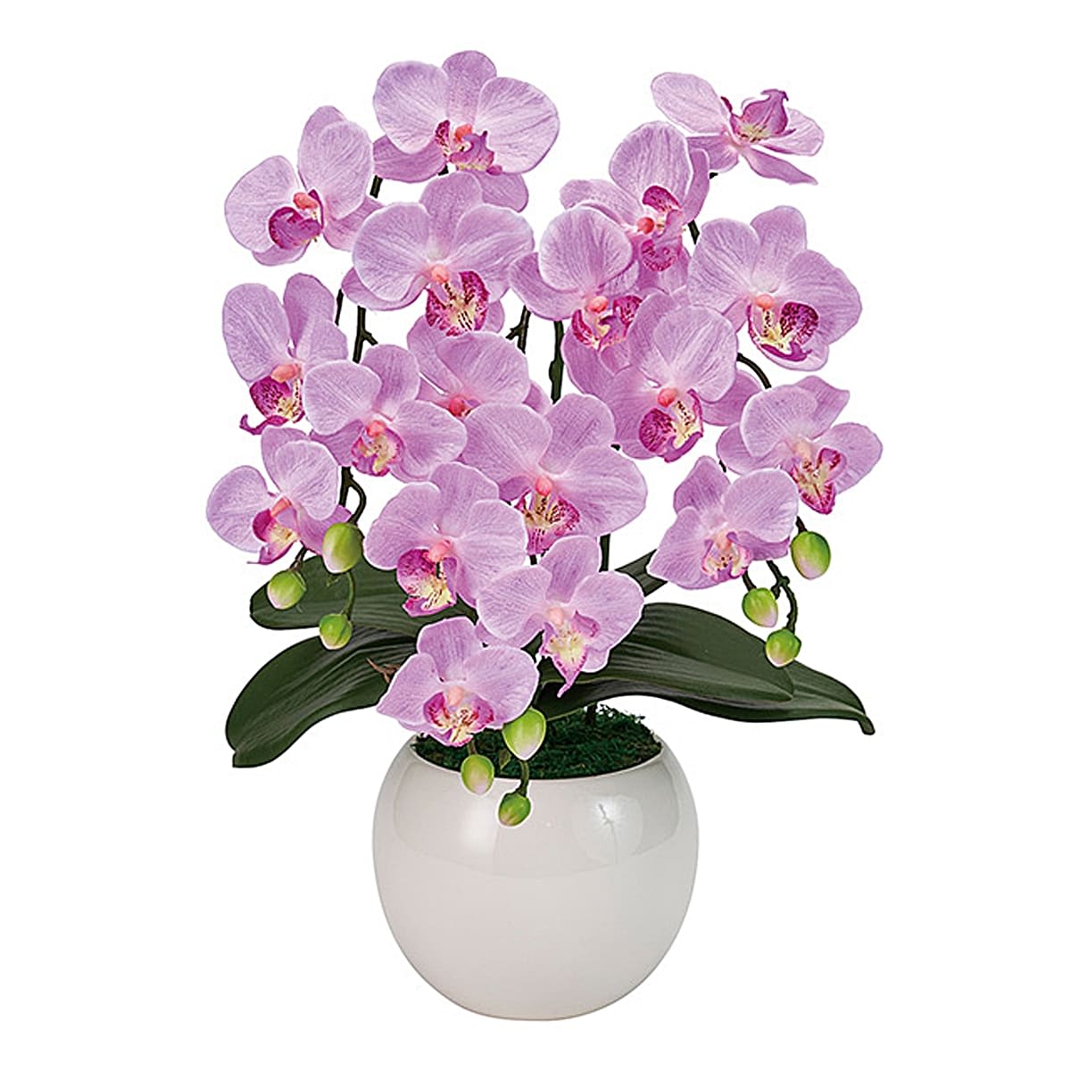 ピュアオーキッド 3本立（ファレノミリー）ライラック ZV8070-50｜東京