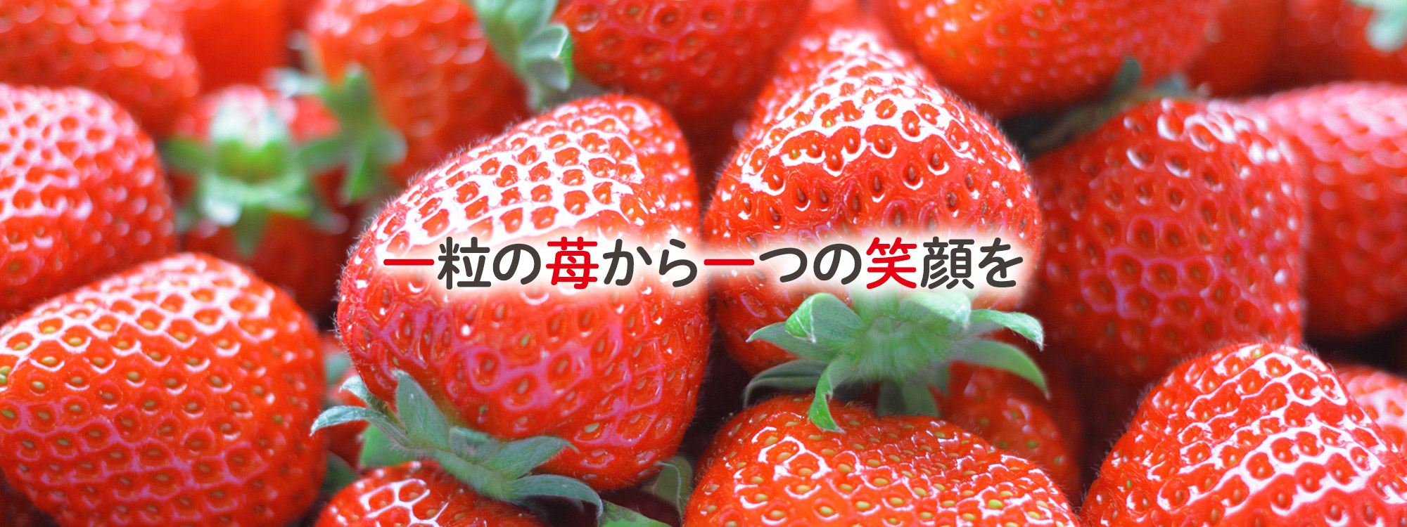 仙台・山元 一苺一笑松森農場｜いちいちご 株式会社一苺一笑
