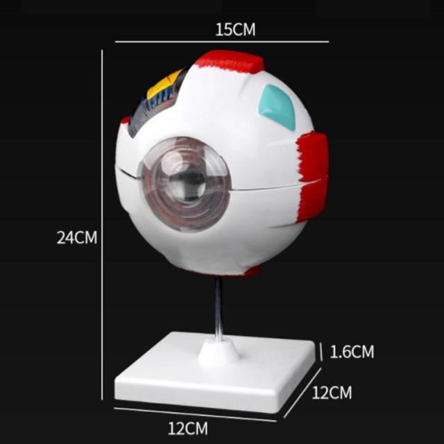 眼球 6倍拡大模型 目玉 眼球 目 眼 眼球モデル 人体模型 立体 解剖学