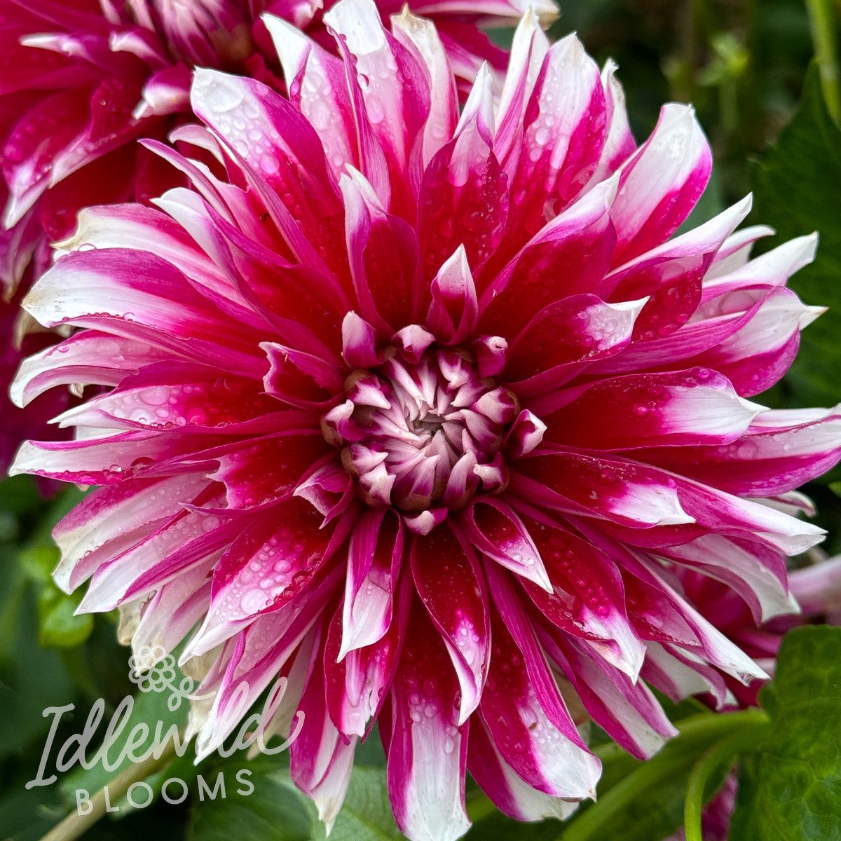 AC Fernando Dahlia Tuber | AC Fernando Flower Bulb & Information
