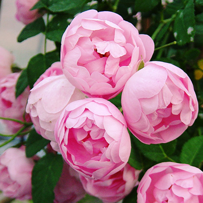 相原バラ園 / ローブリッター（CL）【冬苗】