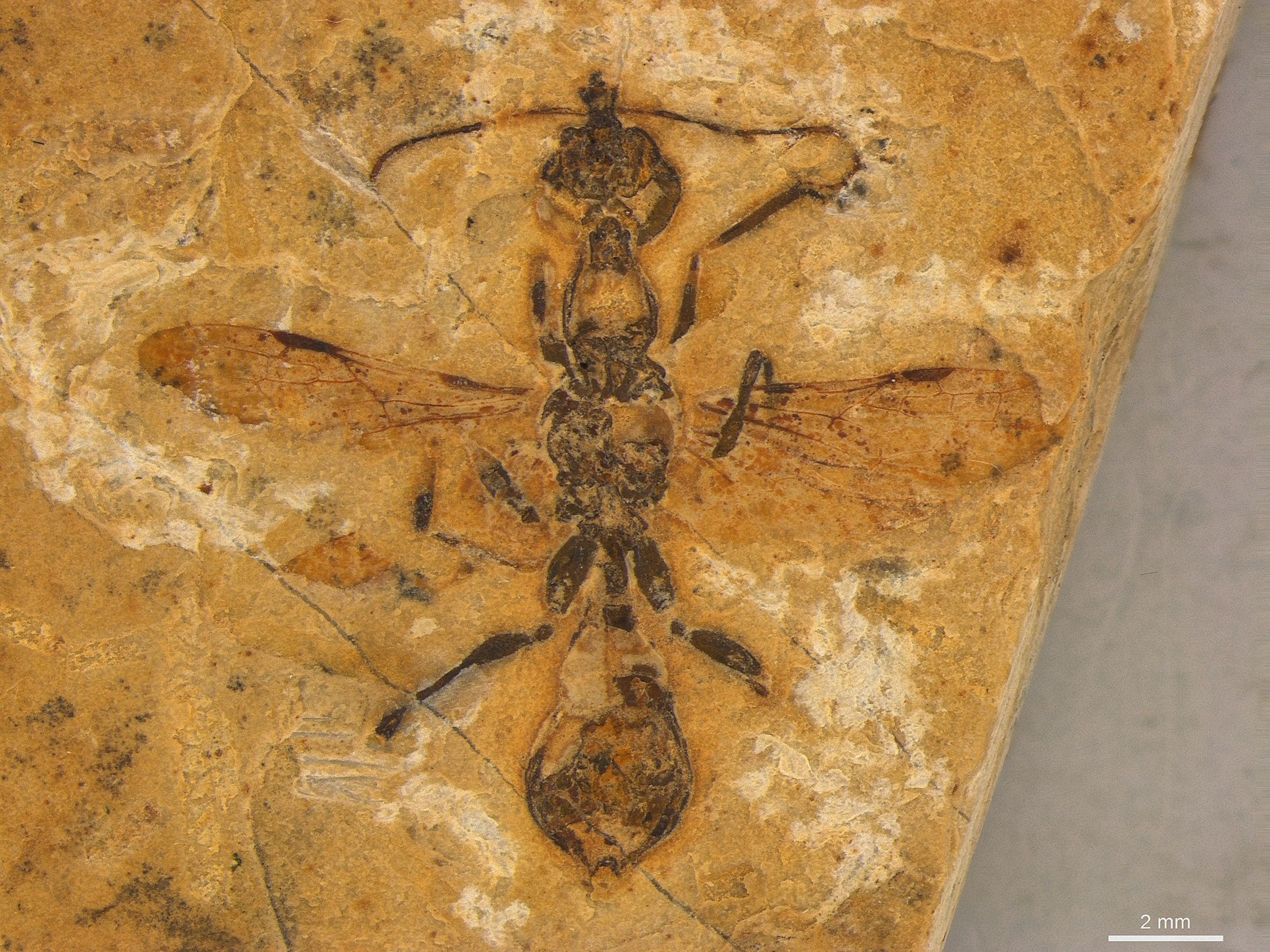 Researchers find oldest ant known to science—113-million-year-old