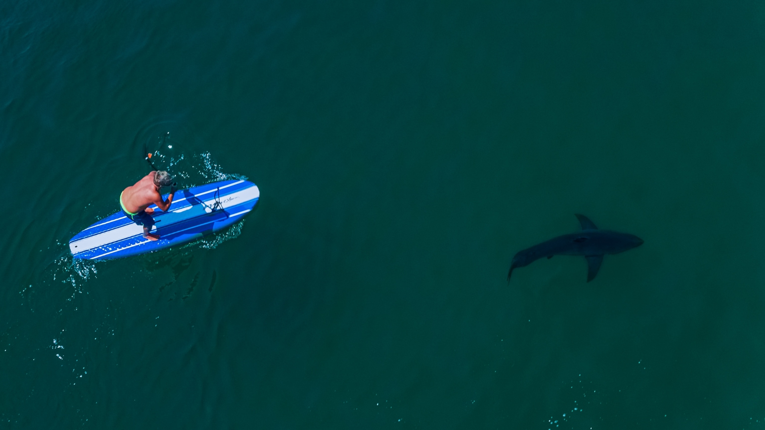 How drones are revolutionizing our understanding of sharks