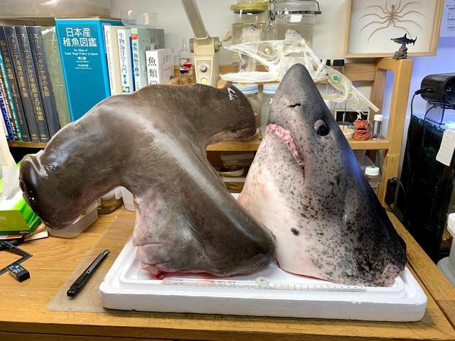 サメの標本づくりを自室でする光景が話題「勉強机の上でやることじゃ