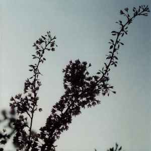 Mokira – Album – CD (Album), 2003 [r171546] | Discogs