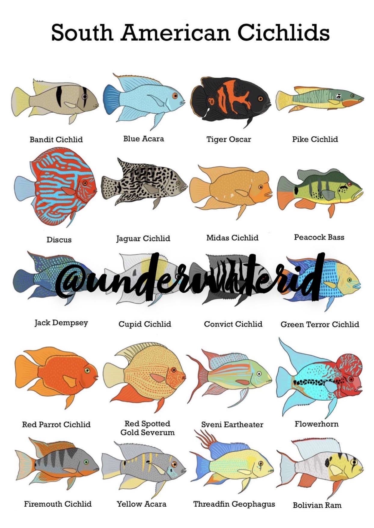 South American Cichlids Fish ID Art Print: Fishtank Decoration