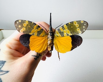 Sia ferox Indonesia (ID) - Pair of unmounted real cricket for