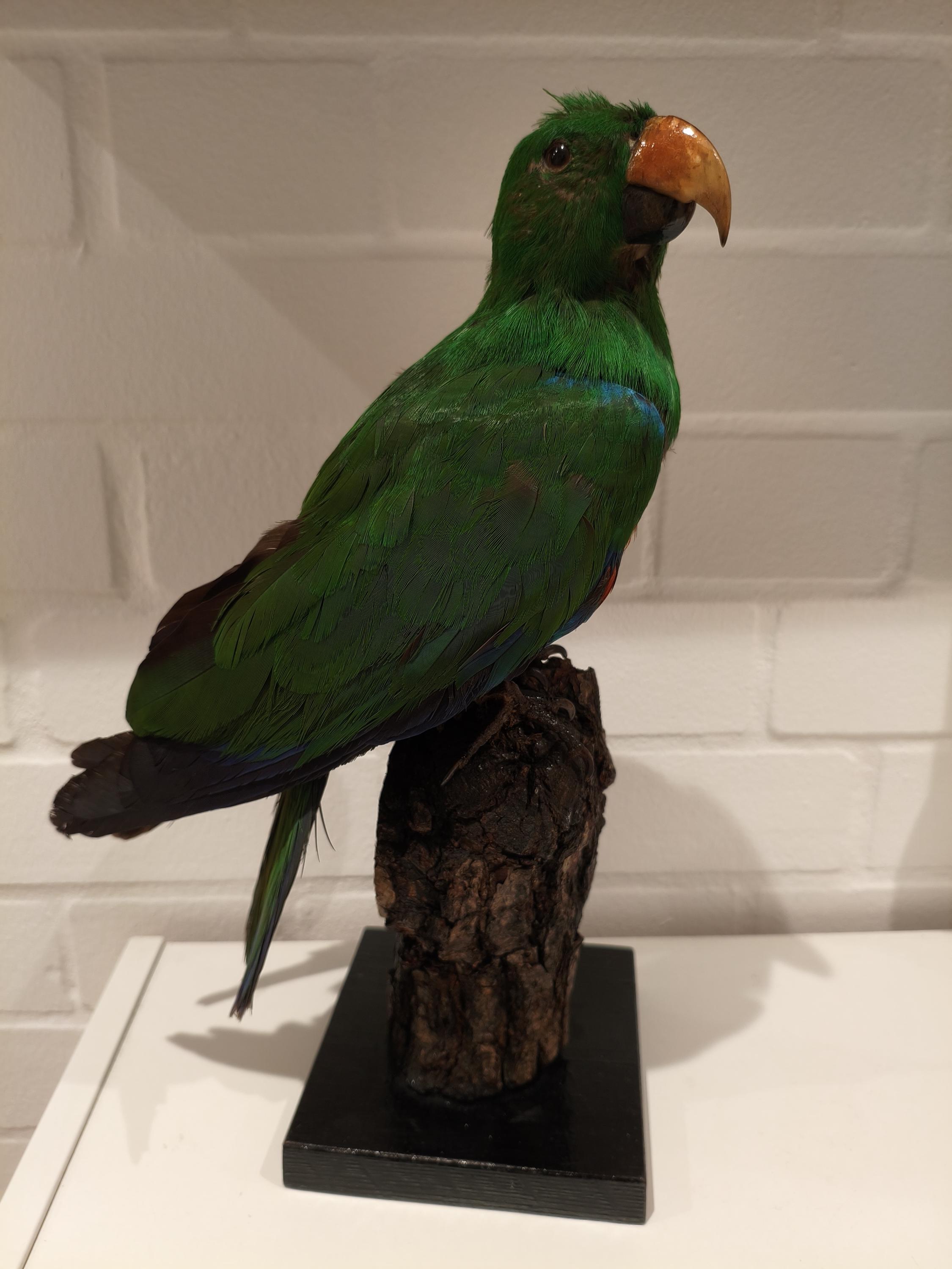 Antique taxidermy parrot - Etsy 日本