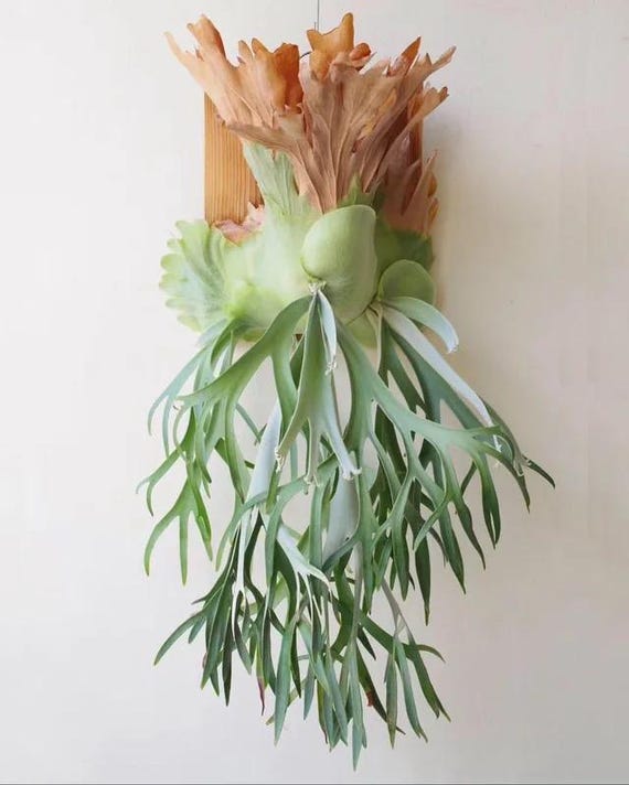 Platycerium Willinckii “jade Girl” Staghorn Fern 2” Pot (ALL