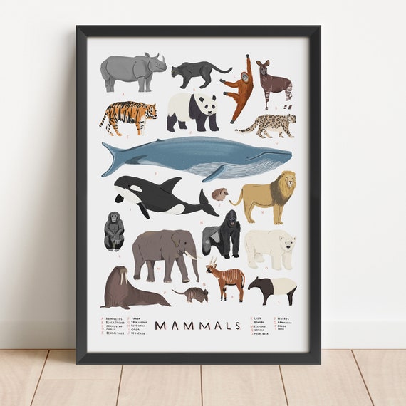 Illustrated Mammals Print - Natural History Nursery Art - Etsy UK