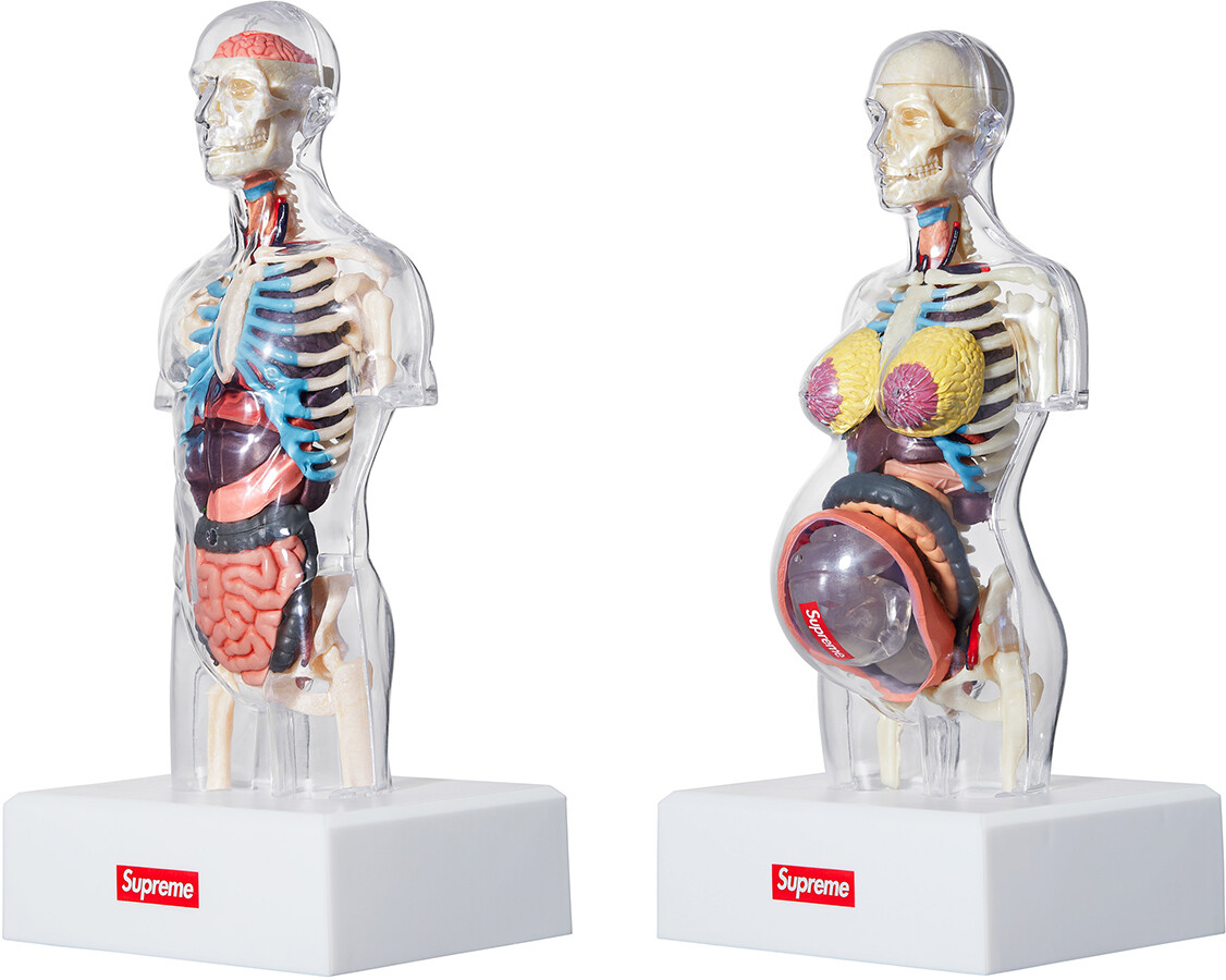 Supreme Male/Female Anatomy Model Clear FW18 (FW18A7) One Size | eBay