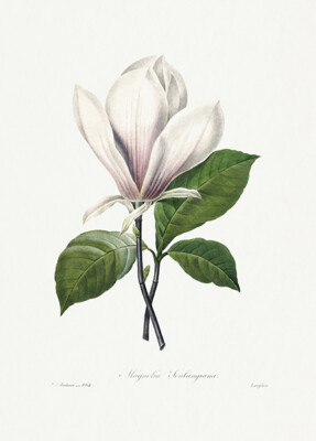 Magnolia Soulangiana - 1800s Pierre-Joseph Redoute Botanical
