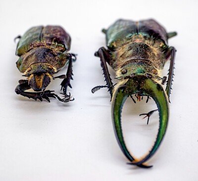 Lucanidae - Stag Beetle - Sphaenognathus feisthameli (4 eyes