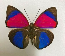 Agrias claudina croesus - AgriasButterflies.com