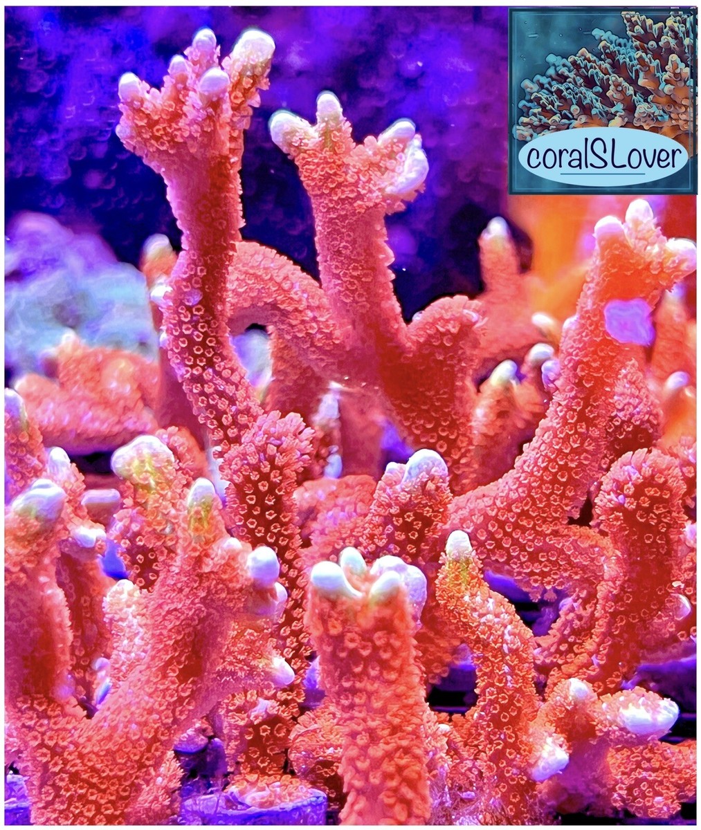 live coral Forest Fire Montipora digitata Frag up to 1,5