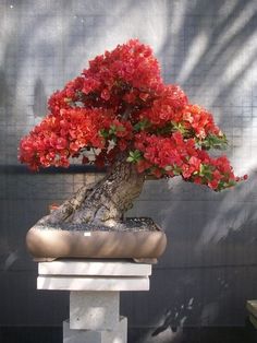 280 件の「ブーゲンビリア盆栽‼️a」のアイデアを今すぐ保存