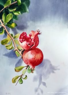 ボード「ざくろ」に最高のアイデア 140 件 | ざくろ, ザクロ, 静物