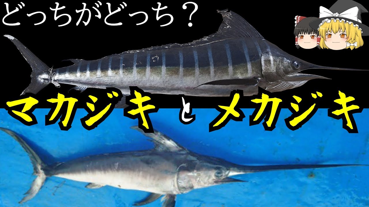 ゆっくり解説】2分でわかるマカジキとメカジキの大きな違い - YouTube