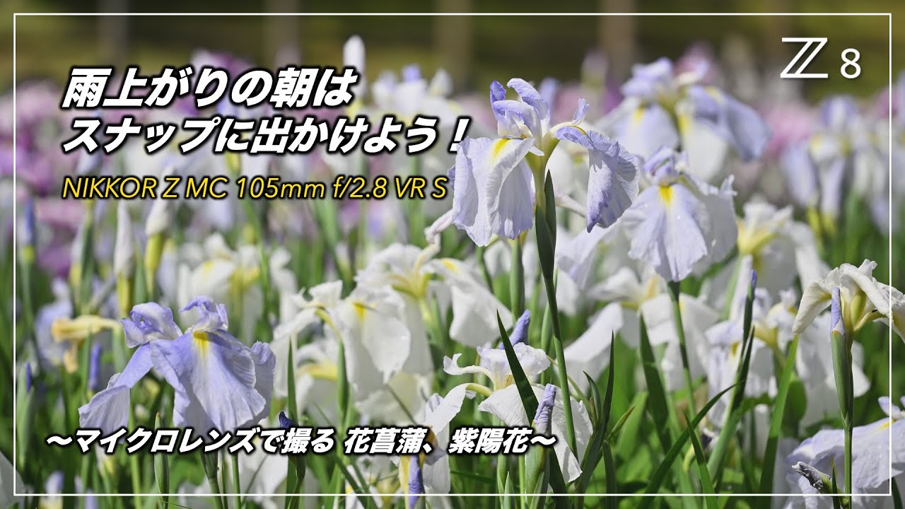 雨上がりの朝はスナップに出かけよう！NIKKOR Z MC 105mm f/2.8 VR S