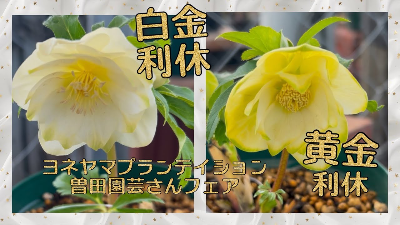 白金利休 黄金利休 揃い踏み ヨネヤマプランテイション曽田園芸フェア
