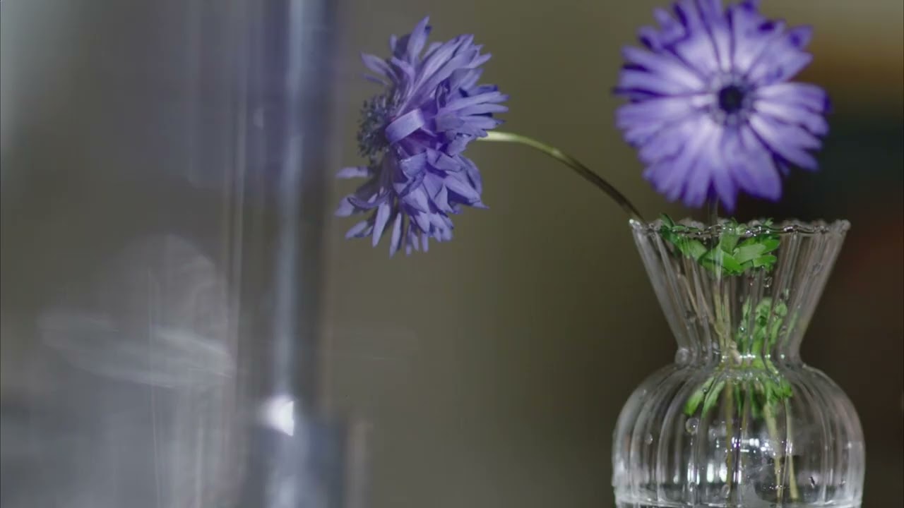 Novelbright - アネモネ [Official Audio] - YouTube