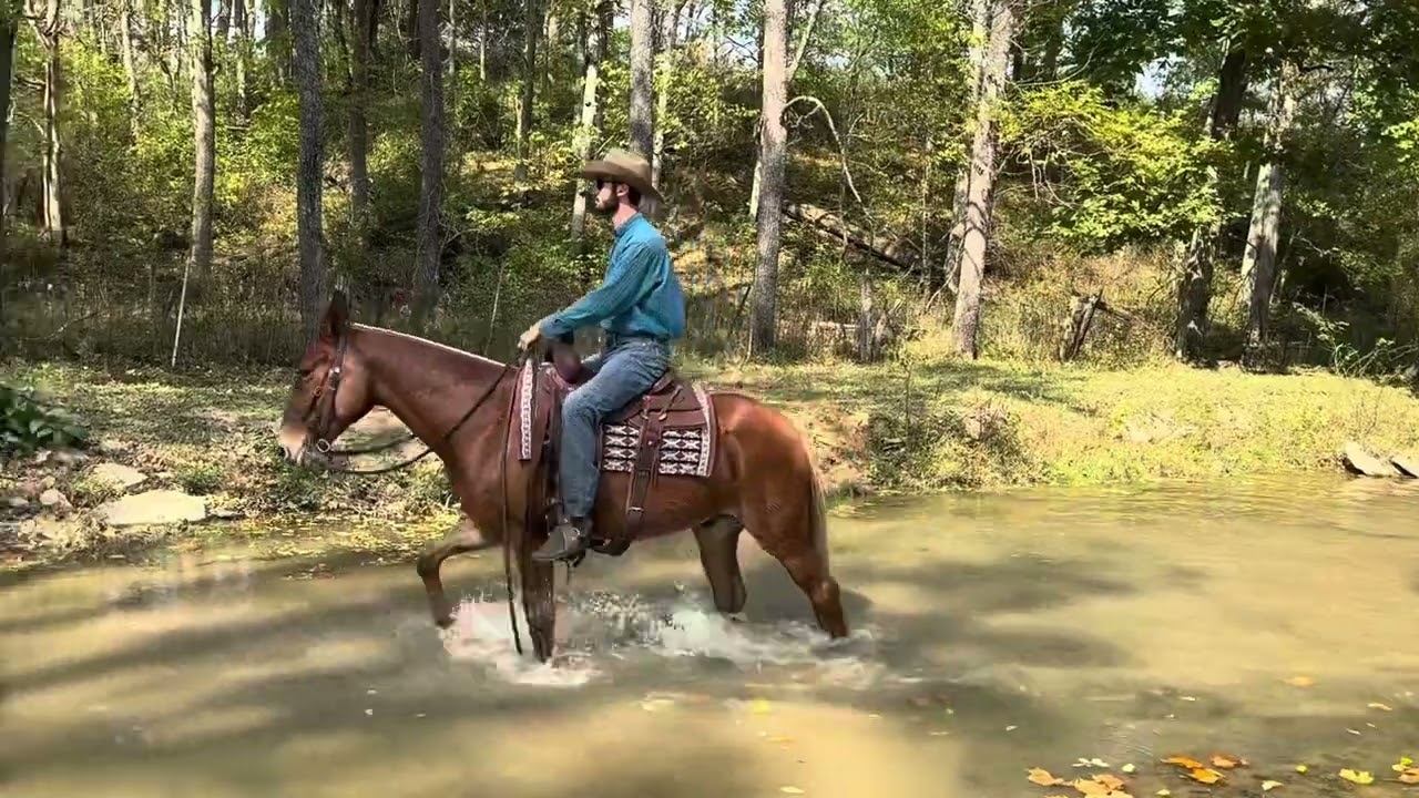 Mule Gelding 17 years 15 hh Chestnut in Brooksville Ky