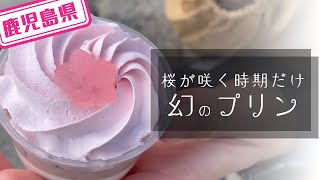 鹿児島県】【幻のプリン】桜の咲く時期しか買えない美味しい桜のプリン