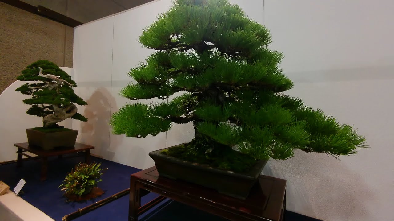 BONSAI 第100回 国風盆栽展 - YouTube